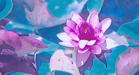 Pink flowers on a blue background. Close-upの写真素材
