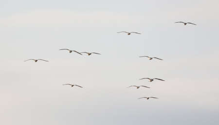 Seagulls are flying in the sky in a flock. Natureの写真素材