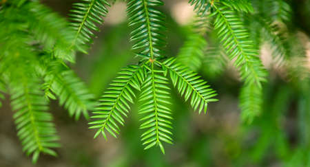 Coniferous tree branch in the park. Natureの写真素材