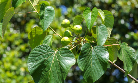 Fig tree with fruits in the garden. Nature