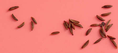 Cumin seeds isolated on pink background. Close-upの写真素材