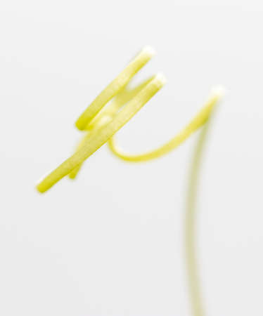 Close up of green tendril on a cucumber isolated on a white background. Macroの写真素材