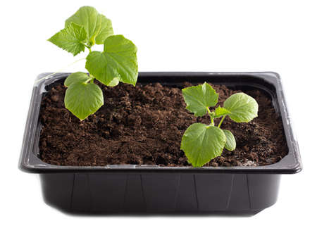 Small cucumber plant in the ground isolated on a white background.