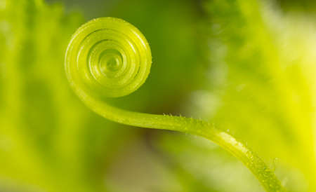Close-up of a green tendril on a cucumber. Macroの写真素材