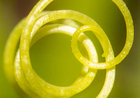 Close-up of a green tendril on a cucumber. Macroの写真素材
