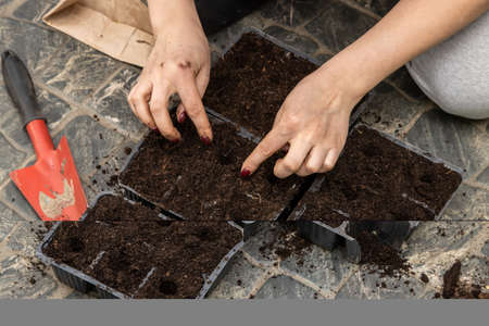 The girl sows seeds in the soil for plant seedlings.の写真素材