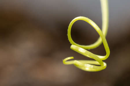 Close-up of a green tendril on a cucumber. Macroの写真素材