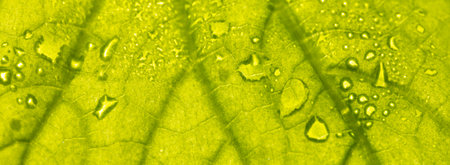 Close up of green leaf with water drops as background. Macro
