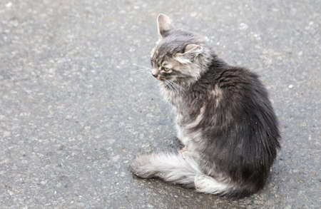 Homeless cat on the road in the city.の写真素材