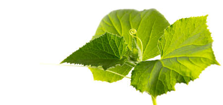 Green leaves of a cucumber plant isolated on a white background.の写真素材