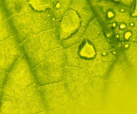 Close up of green leaf with water drops as background. Macro