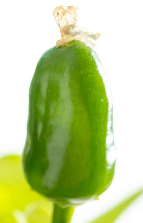 Close up of green chili peppers on a plant.