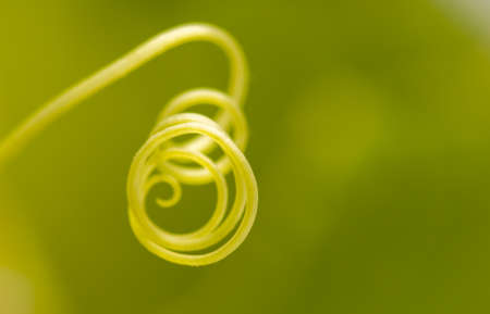 Close-up of a green tendril on a cucumber. Macroの写真素材