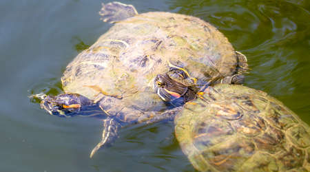 Marsh turtle swims in the water. Natureの写真素材