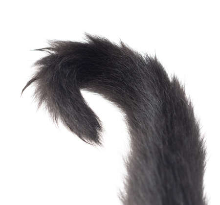 Black cat tail isolated on white background.の写真素材