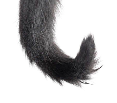 Black cat tail isolated on white background.の写真素材