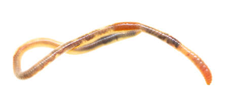 Earthworm isolated on a white background.