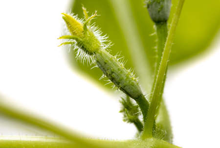 Small fruit of a cucumber on a plant. Macro.