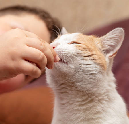The cat eats food from the human hand.の写真素材