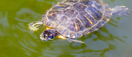 Marsh turtle swims in the water. Natureの写真素材
