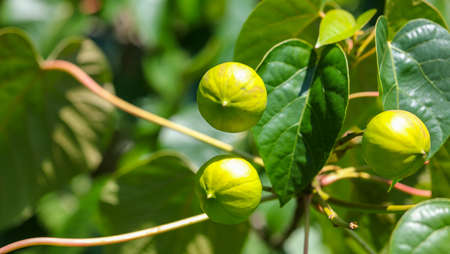 Fig tree with fruits in the garden. Nature