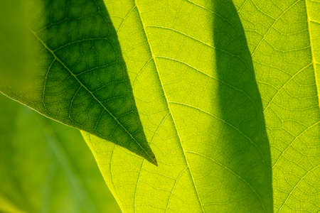 Close up of green leaf as background. Macroの写真素材