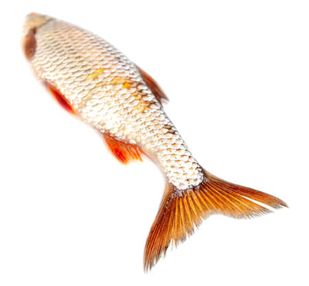 Redfin fish isolated on white background. Close-up