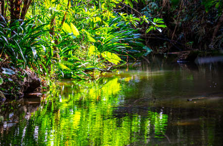 Green plants near the surface of the water on a pond in a park.