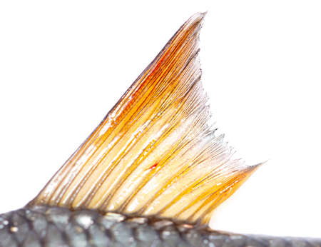 Fish fin isolated on white background. Close-up