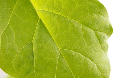 Green leaf of eggplant on a white background. Close-up