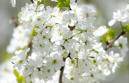 White flowers on a fruit tree on nature in spring.