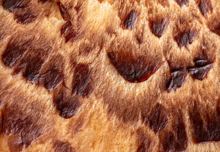 Mushroom scaly   fungus as background. Macro