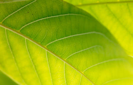 Close up of green leaf as background. Macro