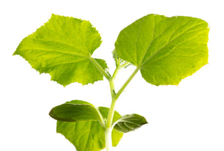 Green leaves of a cucumber plant isolated on a white background.の写真素材