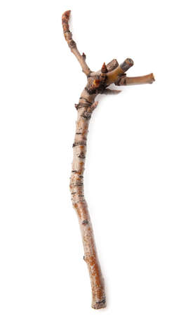 Wooden twig isolated on a white background. Close-upの写真素材