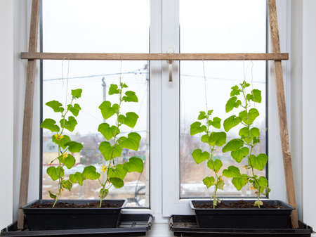 Cucumbers grow on the window in the house.