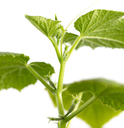 Cucumber sprout isolated on a white background. Close-upの写真素材