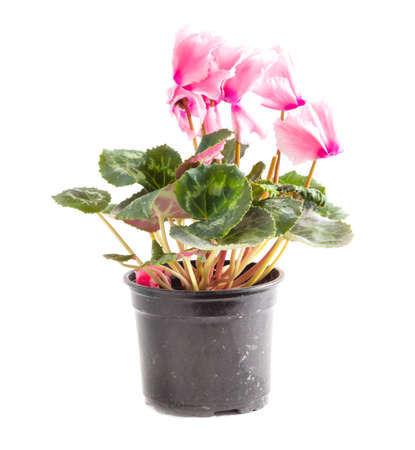 Pink flower isolated on a white background. Close-upの写真素材