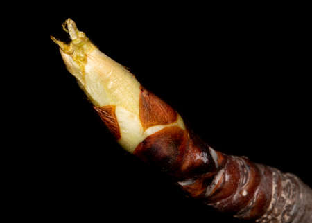 Buds on a branch of pears in the spring on a black background. Close-up