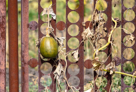 The pumpkin fruit hangs on a metal fence. Gardenの写真素材