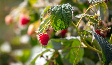 Red ripe raspberries on the plant. Garden