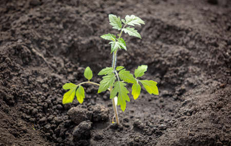 Tomato seedling in the ground in the garden. Close-upの写真素材