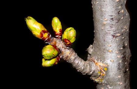 Buds on a branch of cherry blossoms in spring on a black background. Close-up