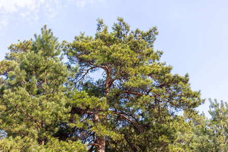 Green pine branches in the park. Natureの写真素材