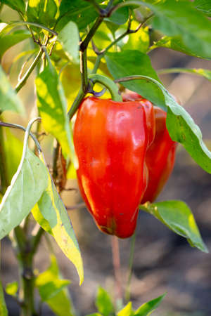 Paprika fruits on the plant. Garden