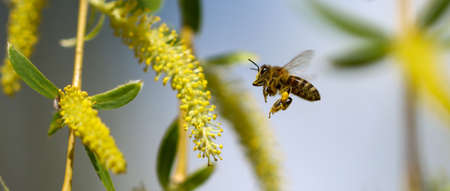 A bee in flight on a yellow willow flower. Close-up.
