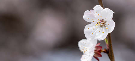 White flowers on an apricot tree in spring. Close-up