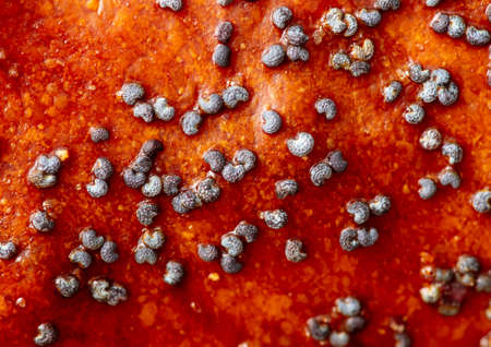 Poppy seeds on a bun as a background. Close-upの写真素材