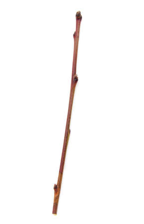 Wooden twig isolated on a white background. Close-up