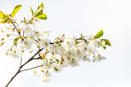 White flowers on a cherry tree. Close-upの写真素材